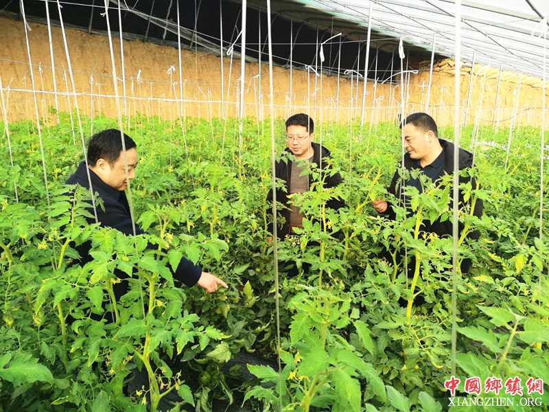 <b>陕西：金堆镇到柳枝镇交流学习普罗旺斯水果西红柿种植</b>