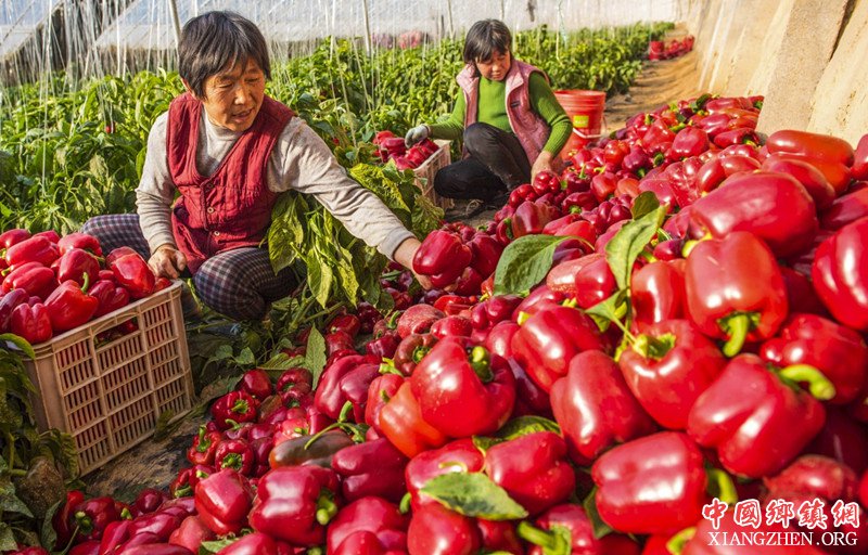 <b>河北枣强：彩椒引富路</b>