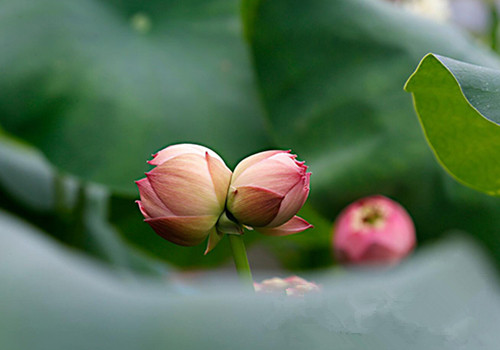 <b>惊艳！荷城寒冬喜开并蒂莲</b>