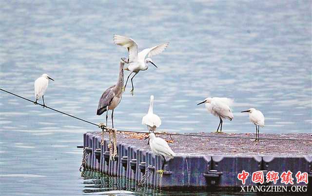 <b>忠县打造长江观鸟基地</b>