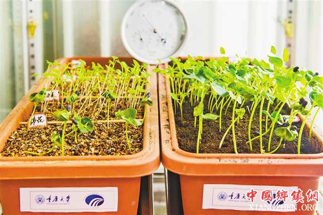 <b>登月种菜 为什么是重庆大学</b>