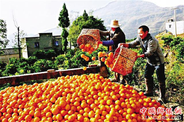 <b>云阳：柑橘正成为村民致富的“黄金果”</b>