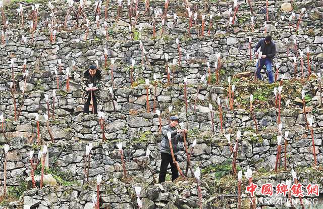 <b>岩缝月季助增收</b>