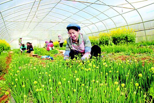 <b>初春采葱忙</b>