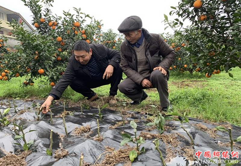 <b>党建引领，推动乡村振兴——“一个橘子”的致富经</b>