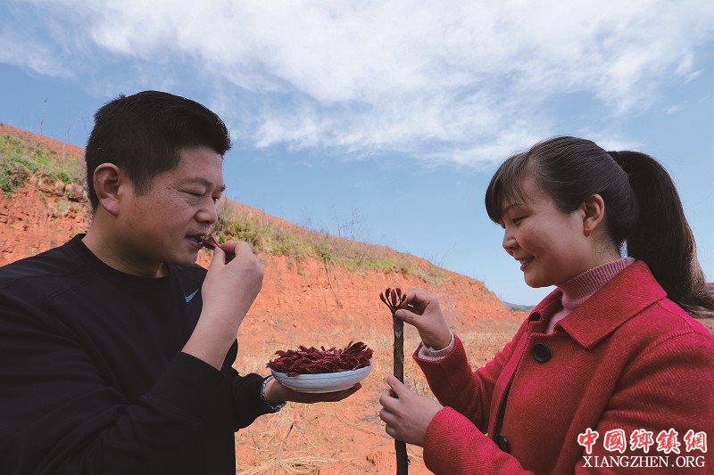 <b>眉山彭山：种植香椿亩收入上万</b>