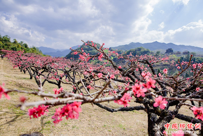 <b>简阳：5500亩“阳春玉桃”产业园区助推山乡振兴</b>