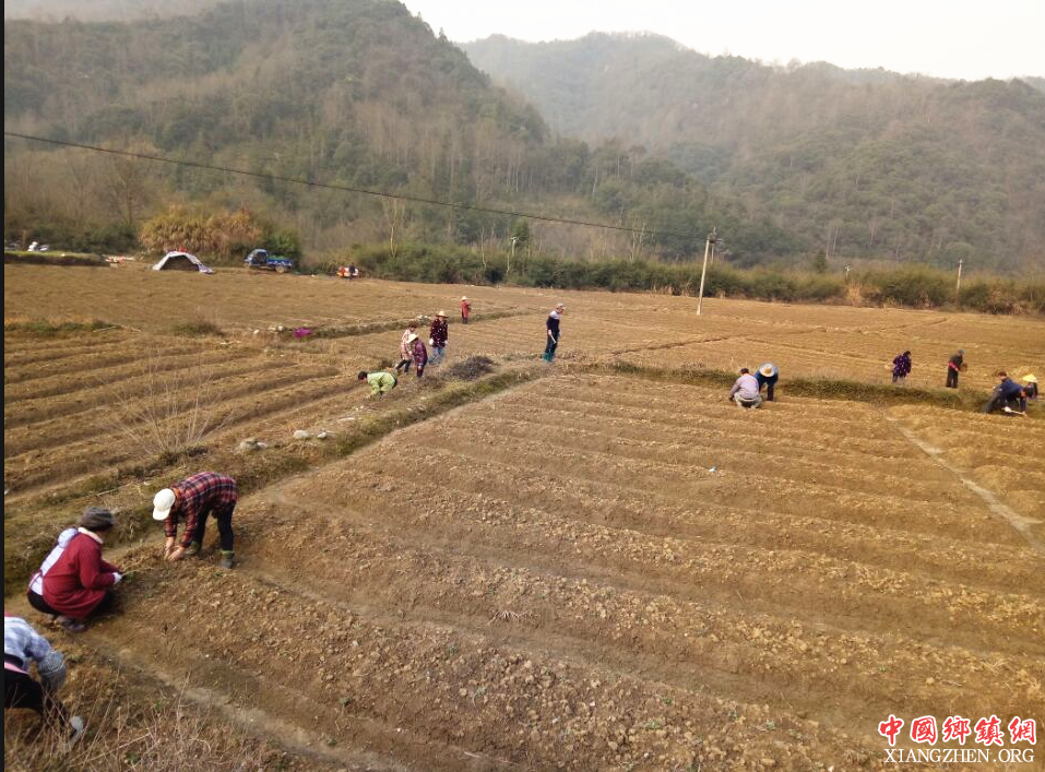 <b>安徽贵池：棠溪镇花庙村花香村里种菊忙</b>