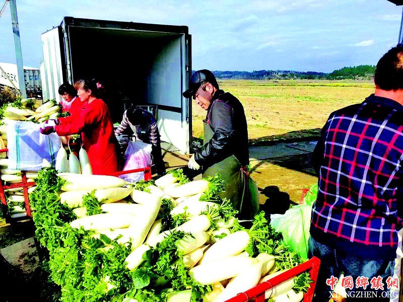 <b>四川：阆中萝卜销沪杭</b>