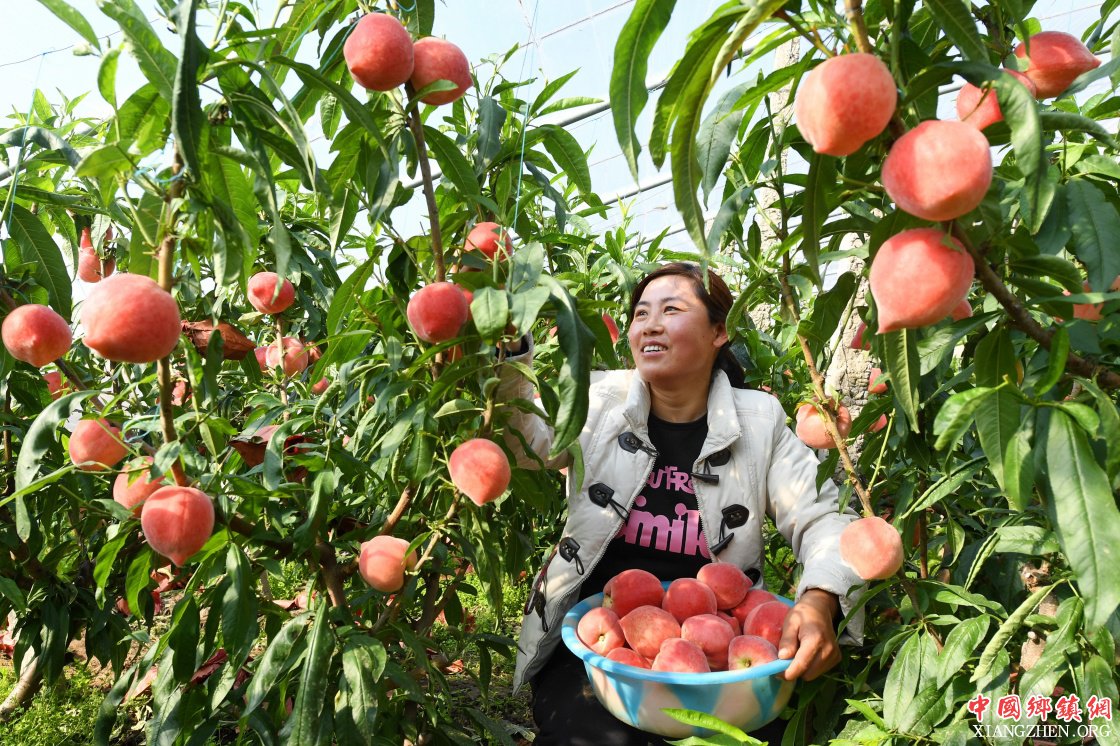 <b>河北乐亭：设施鲜桃富农家</b>