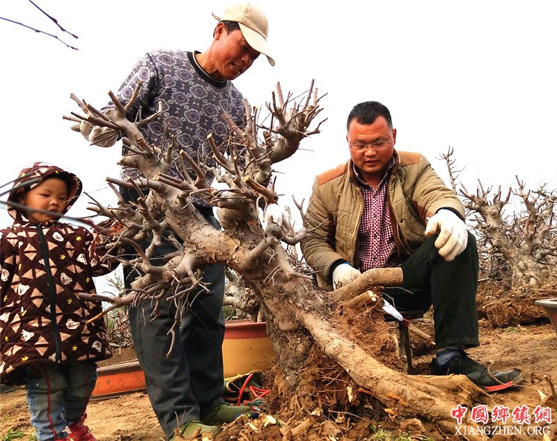 <b>徐艳光“线上线下”互补盆景靠“实力”迎旺季</b>