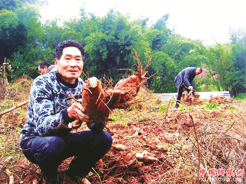 <b>四川：泸州老人种粉葛亩入5000元</b>
