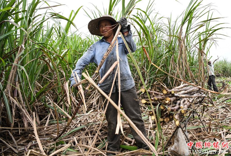<b>广西钦州：抢收甘蔗备春种</b>