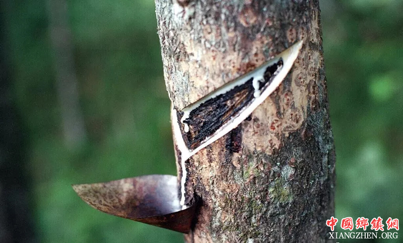 <b>宜宾筠连：60万亩漆树如何鼓起村民钱包</b>