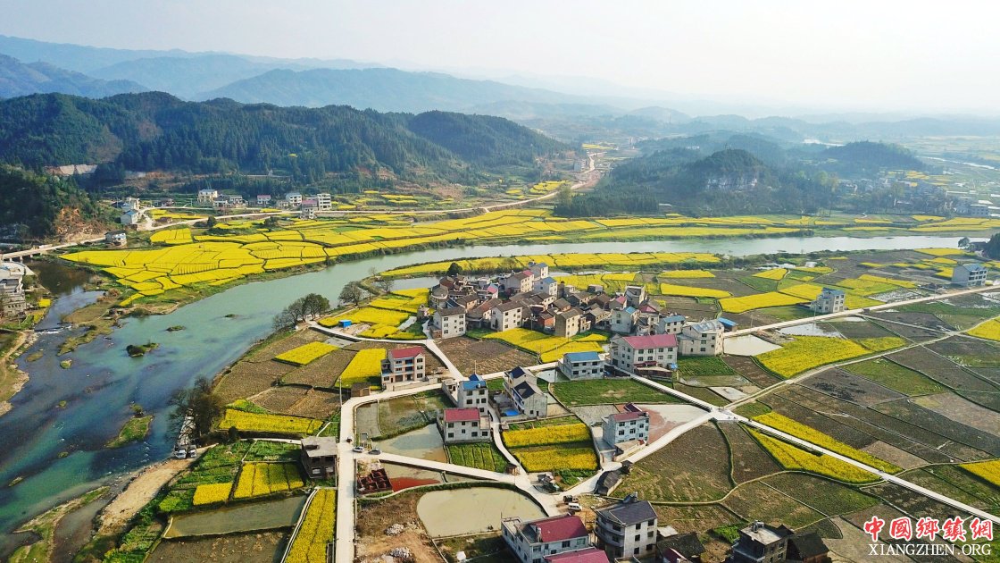 春到高原满地“金”