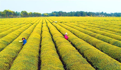 <b>春分时节农管忙</b>