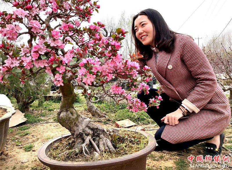 <b>郯城：五万棵“绚丽海棠”盆景赢红利</b>