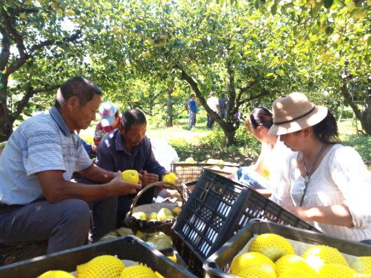 <b>安徽龙扬周刘村：“苏赵梨”铺就“双赢”路</b>