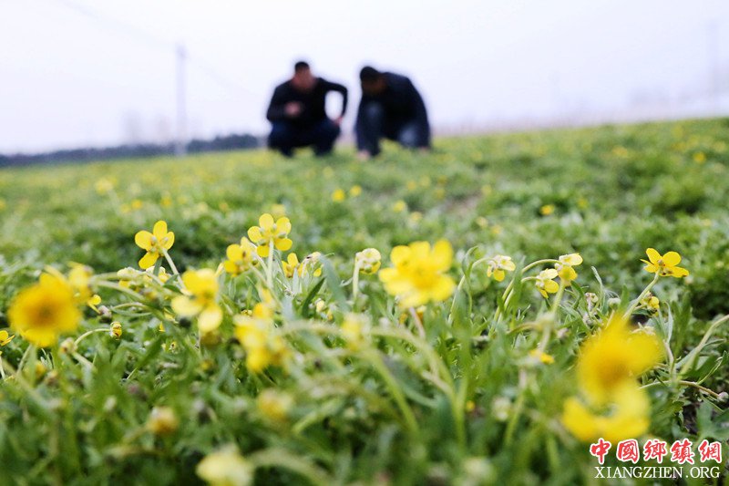 <b>安徽颍东：种植药材  带富乡邻</b>