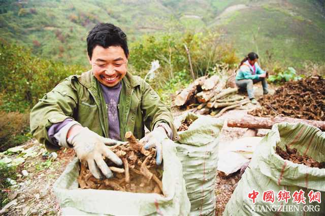 <b>“中国木香第一村”养成记</b>