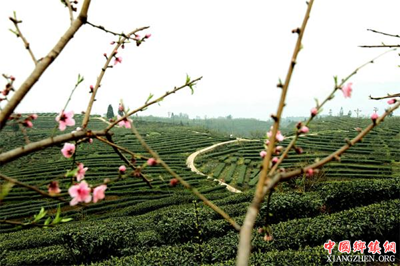 <b>宜宾屏山早春茶变成“摇钱树” 泡出乡村“新味道”</b>