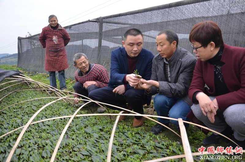 <b>四川：荣县墨林乡茶叶育苗成功了！</b>