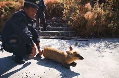 <b>野生幼麂现身西昌邛海 属濒危动物被放归山林</b>