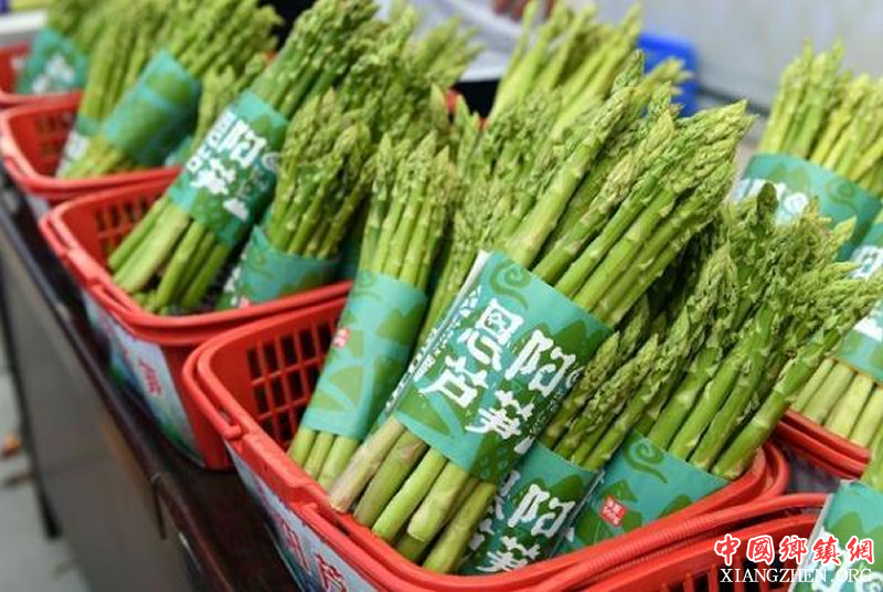 <b>“一根芦笋”挑起恩阳致富担</b>