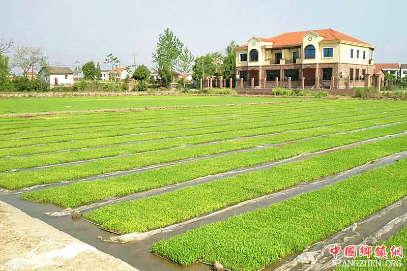 <b>2019年南方早稻育插秧及大田管理技术意见</b>