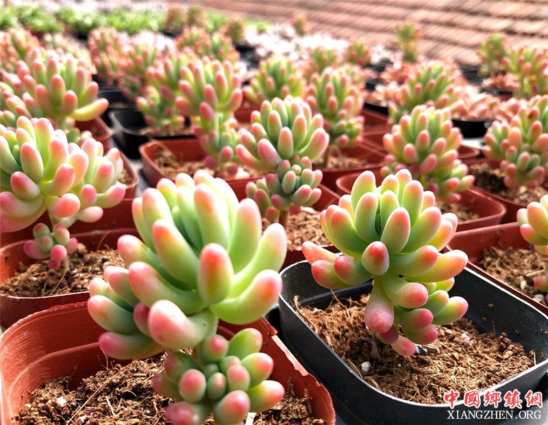 <b>山东郯城：大学生姚成双房顶上种出“多肉”新天地</b>