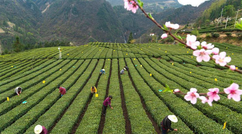 <b>丝绵茶香助增收</b>