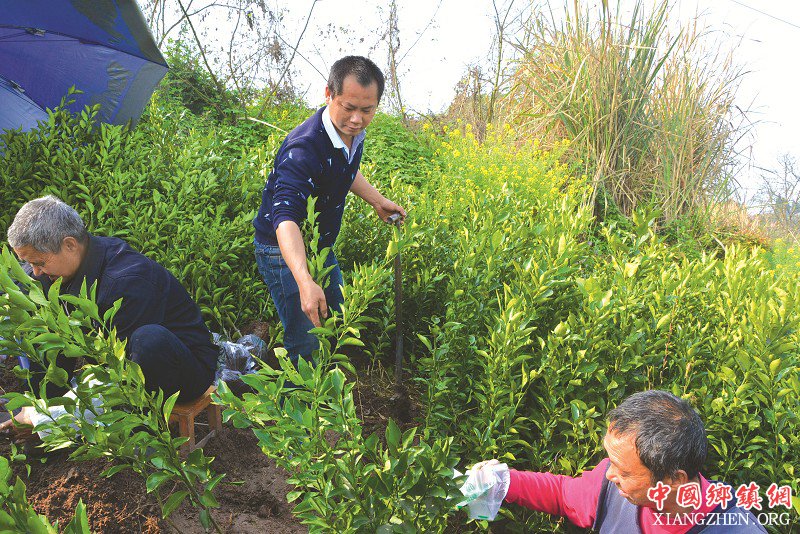 四川内江市东兴区：大学生返乡创业 带乡亲走上致富路