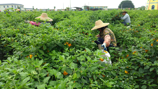 <b>看中化农业MAP战略如何服务农业？</b>