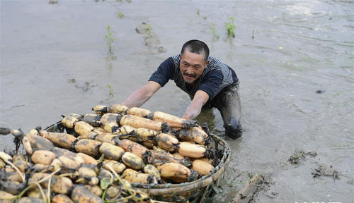 <b>春来种藕忙</b>