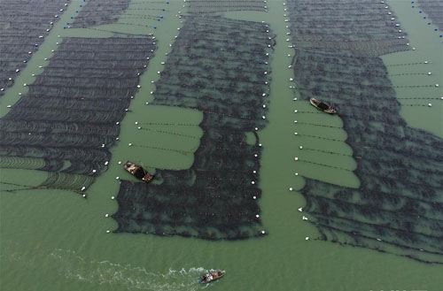 <b>福建霞浦迎来海带收获季</b>