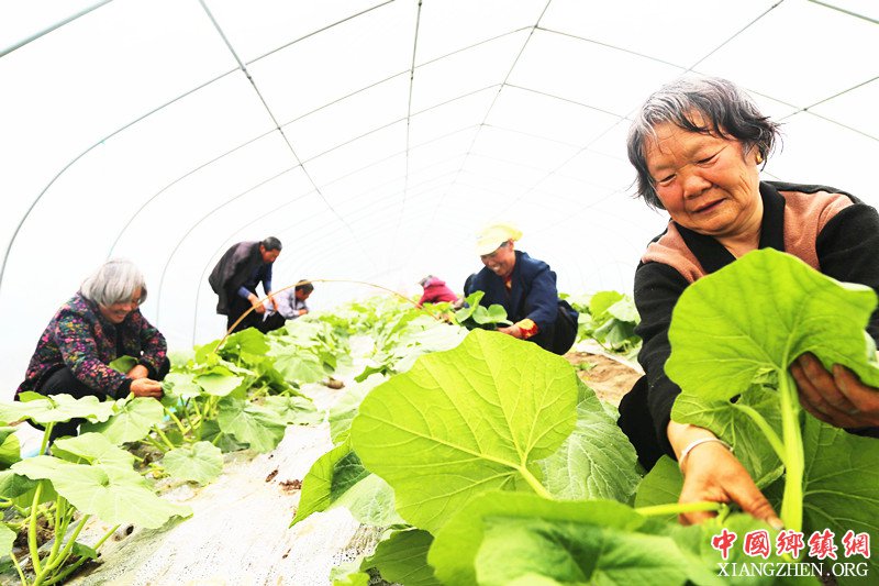 <b>安徽阜阳颍东：大棚瓜菜助增收</b>