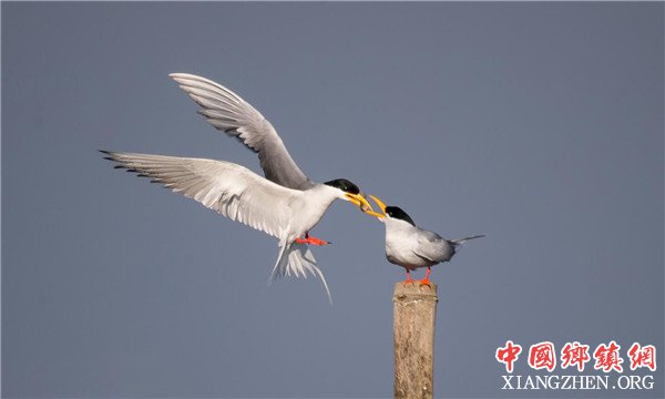 <b>稀鸟归来 这种鸟全国仅发现9只</b>