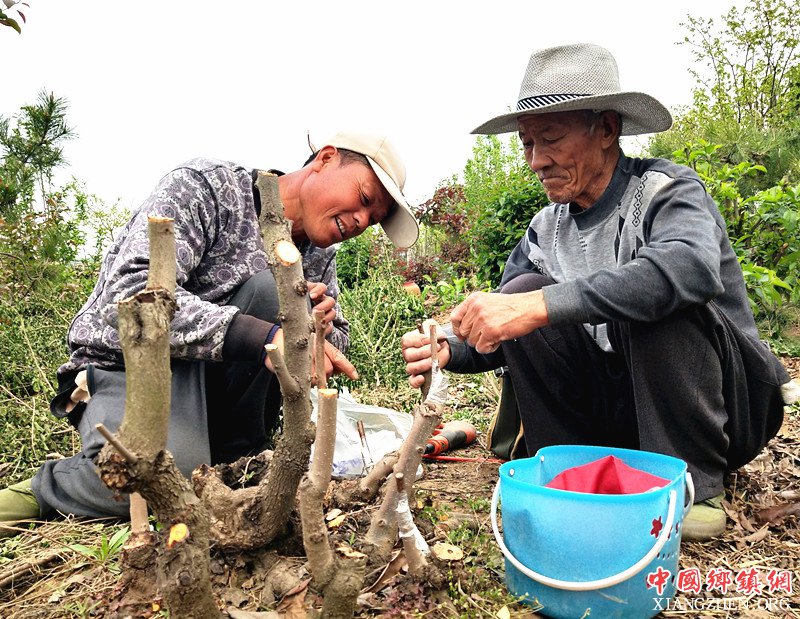 <b>郯城：农民盆景“专家”徐玉峰无偿带动38户群众奔富路</b>