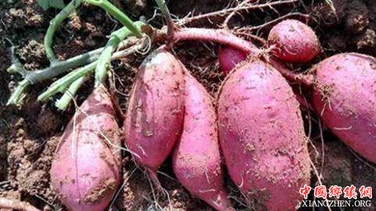 <b>安岳红薯产业“闷声发财”</b>