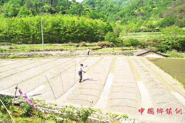 <b>安徽石门村：谷雨时节村民田间育秧忙</b>