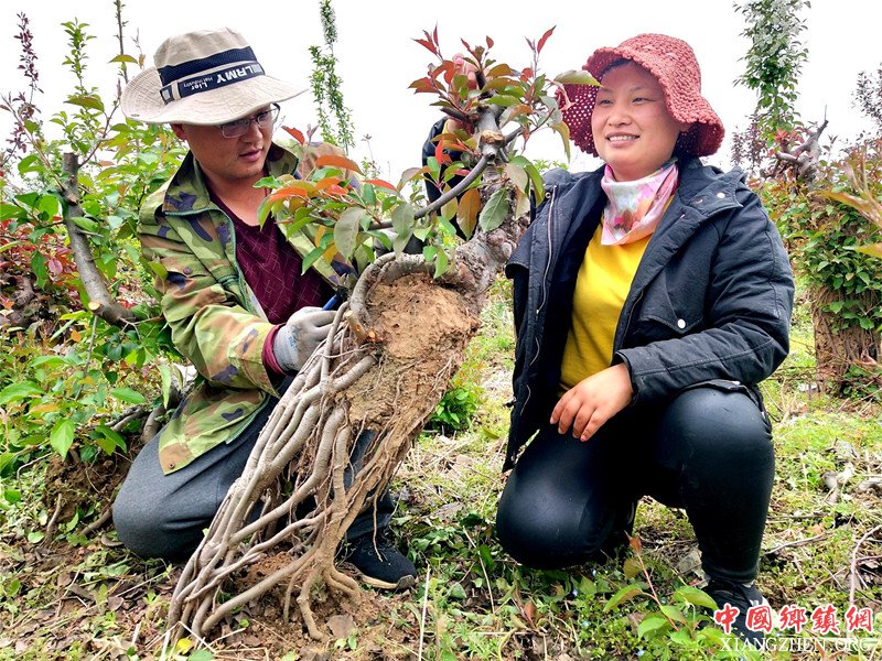 <b>山东郯城：农民创出“高提根”海棠造型身价百倍</b>