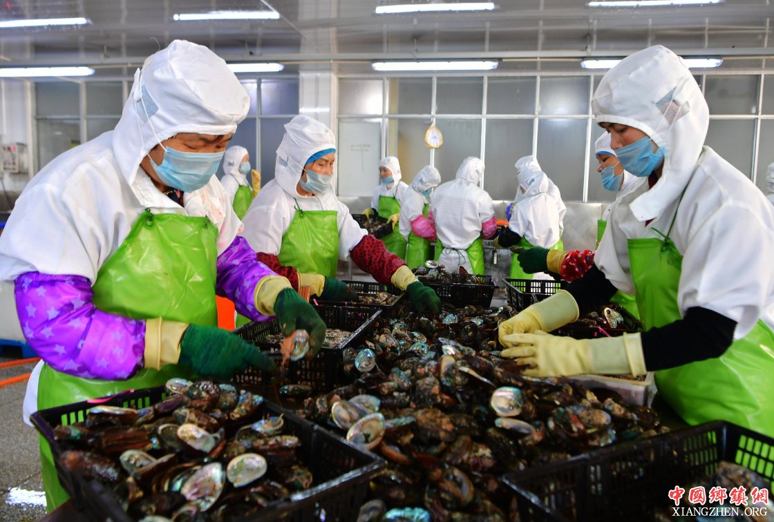 <b>福建连江：小鲍鱼 大产业</b>