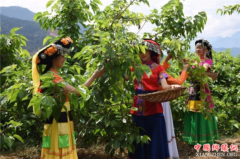 <b>德昌县：小小桑椹 托起脱贫增收梦</b>