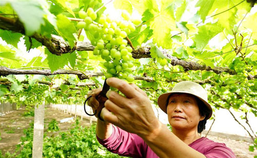 <b>“葡萄之乡”田管忙</b>