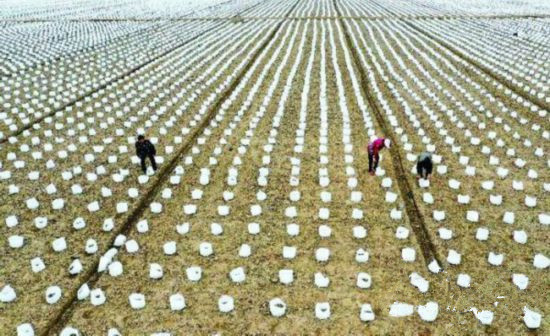 <b>宿迁沭阳：发展高效农业 推进脱贫攻坚</b>