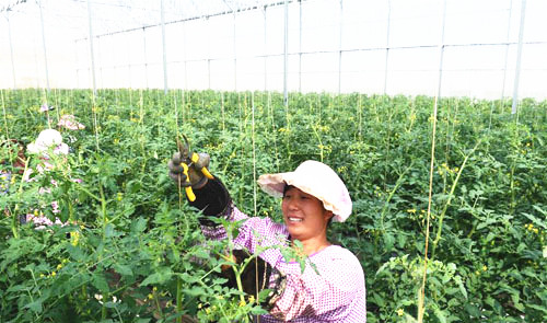 <b>蔬菜种植带动农民脱贫增收</b>