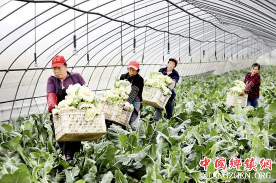 <b>淮安洪泽岔河镇花菜丰收 种植户忙收割分拣</b>