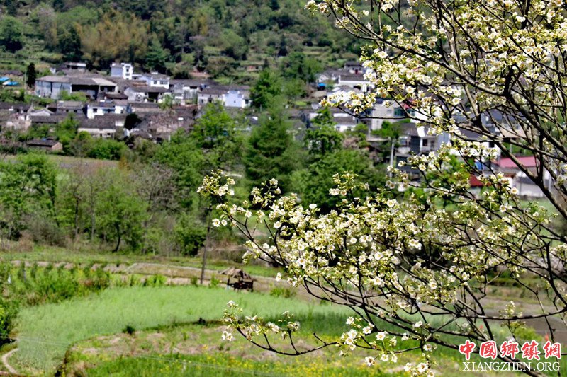 <b>我的家乡：石门高村</b>