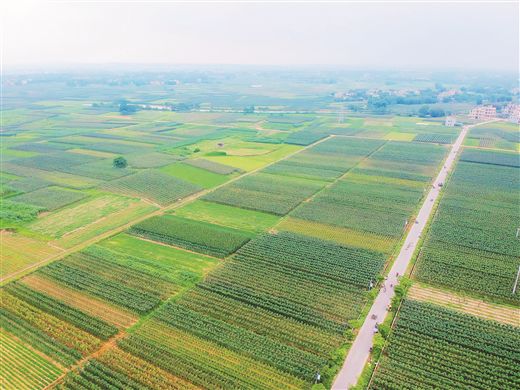 <b>广西合浦：“菜篮子”基地抢收忙</b>