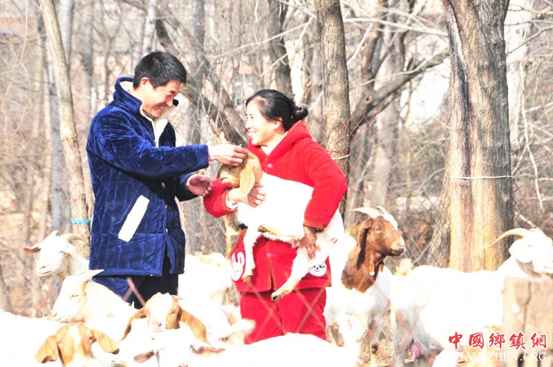 <b>安徽：五河县小溪镇夫妻齐心养羊脱贫致富喜洋洋</b>